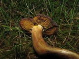 Phylloporus arenicola image