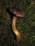 Phylloporus arenicola image