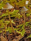 Mycena amicta image