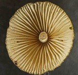 Mycena amicta image