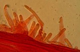 Mycena amicta image