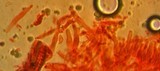 Mycena amicta image