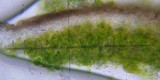 Acarospora badiofusca image