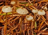 Roridomyces roridus image