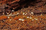 Roridomyces roridus image