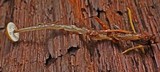 Roridomyces roridus image