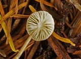 Roridomyces roridus image