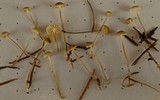 Roridomyces roridus image