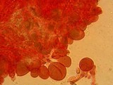 Roridomyces roridus image