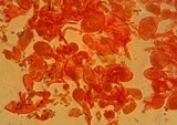 Roridomyces roridus image