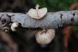 Pleurotopsis longinqua image