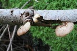 Pleurotopsis longinqua image