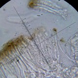 Acarospora badiofusca image