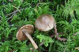 Inocybe assimilata image