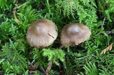 Inocybe assimilata image