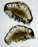 Diplotomma alboatrum image