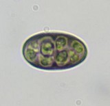 Diplotomma alboatrum image