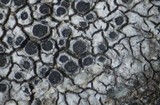Diplotomma chlorophaeum image