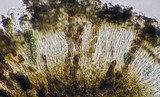Diplotomma chlorophaeum image