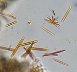 Diplotomma chlorophaeum image