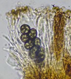 Diplotomma chlorophaeum image