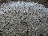 Pyxine sorediata image