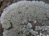 Pyxine sorediata image