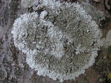 Pyxine sorediata image