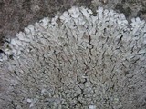 Pyxine sorediata image