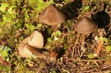 Nolanea verna var. isodiametrica image