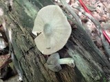 Pluteus americanus image