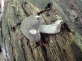 Pluteus americanus image