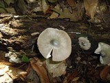 Pluteus americanus image