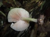 Pluteus americanus image