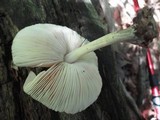 Pluteus americanus image