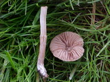 Hebeloma sacchariolens image