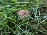 Hebeloma sacchariolens image