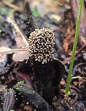 Glomus coremioides image