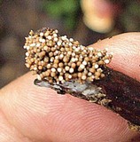 Glomus coremioides image