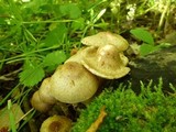 Pholiota angustipes image