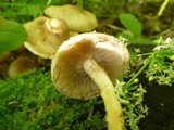 Pholiota angustipes image