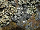 Rhizoplaca subdiscrepans image