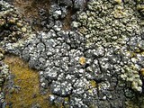 Rhizoplaca subdiscrepans image