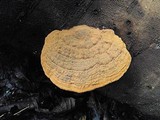Ganoderma testaceum image