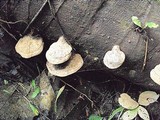 Ganoderma testaceum image