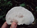 Ganoderma testaceum image