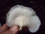 Favolus tenuiculus image