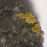 Image of Candelariella antennaria