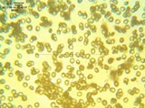 Pholiota angustipes image