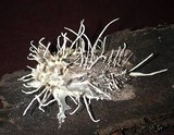 Cordyceps tuberculata image